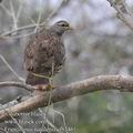 Francolinus_natalensis_fb3461