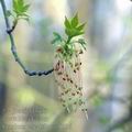 Fraxinus_excelsior_ae0936