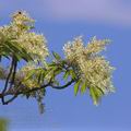 Fraxinus_ornus_dc7837