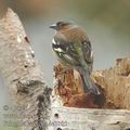 Fringilla_coelebs_ae1185