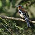 Fringilla_coelebs_bc0180