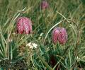 Fritillaris_meleagris_4721