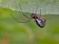Frontinellina_frutetorum_ah9397
