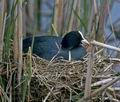 Fulica_atra_9142