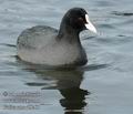 Fulica_atra_d9260