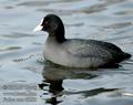 Fulica_atra_d9289