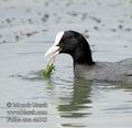 Fulica_atra_e2645