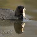 Fulica_atra_ee3690