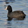 Fulica_atra_ff3841