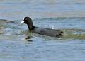 Fulica_atra_ha1063