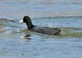 Fulica_atra_ha1063