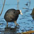 Fulica_atra_ha2586