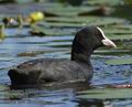 Fulica_atra_ka2855