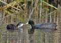 Fulica_atra_md4332