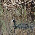 Fulica_cristata_bb0802