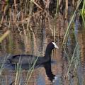 Fulica_cristata_bb0804