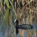 Fulica_cristata_bb0805