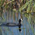 Fulica_cristata_bb0904