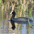 Fulica_cristata_ed8613