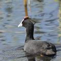 Fulica_cristata_ed8673