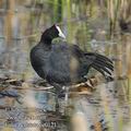 Fulica_cristata_ee0121