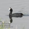 Fulica_cristata_ee0178