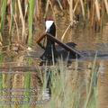 Fulica_cristata_ee0181