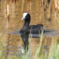 Fulica_cristata_ee0184