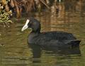 Fulica_cristata_ff9689