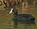 Fulica_cristata_ff9689