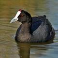 Fulica_cristata_ff9761