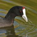 Fulica_cristata_ff9767