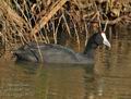 Fulica_cristata_ff9787