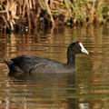 Fulica_cristata_ff9926