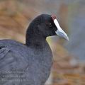 Fulica_cristata_g1676