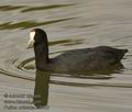 Fulica_cristata_k3963