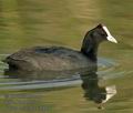 Fulica_cristata_k4993