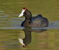 Fulica_cristata_k5004