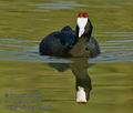 Fulica_cristata_k5006