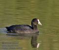 Fulica_cristata_k5013