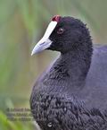 Fulica_cristata_mc8499