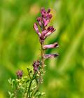 Fumaria_officinalis_bf8917