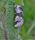 Furcula_bicuspis_hz3475