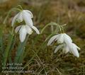 Galanthus_nivalis_aa4047