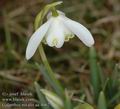 Galanthus_nivalis_aa4062