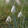 Galanthus_nivalis_ag7539