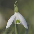 Galanthus_nivalis_ag7549