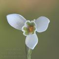 Galanthus_nivalis_ag7570