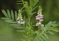 Galega_officinalis_a773