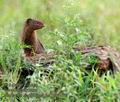 Galerella_sanguinea_pa2201032